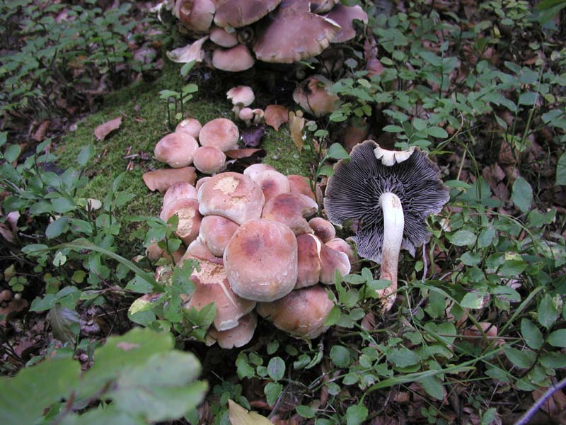 quale Hypholoma.....